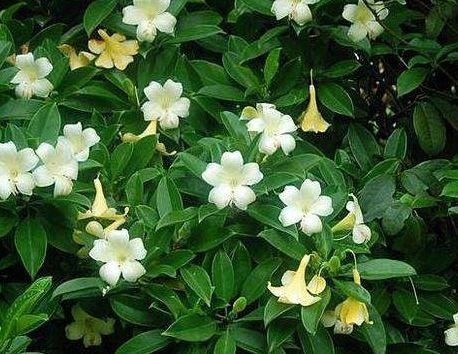 茉莉花就是个老酒鬼,一周喝一次,叶片绿油油,花开一朵朵