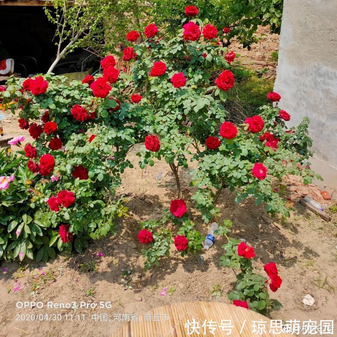 磷酸二氢钾|月季现在赶紧施肥，不然越长越差，上肥后月月开花