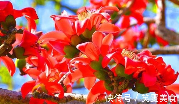 喜欢养花,不如养盆木棉花,火热青春,花美颜色艳,开花90天