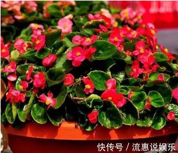 养护|以下10种全年都能开花的室内盆栽，超好养护又容易爆盆！