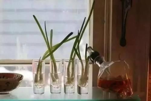 功效|小小一根葱,竟然有这么多功效!真是太神奇了~