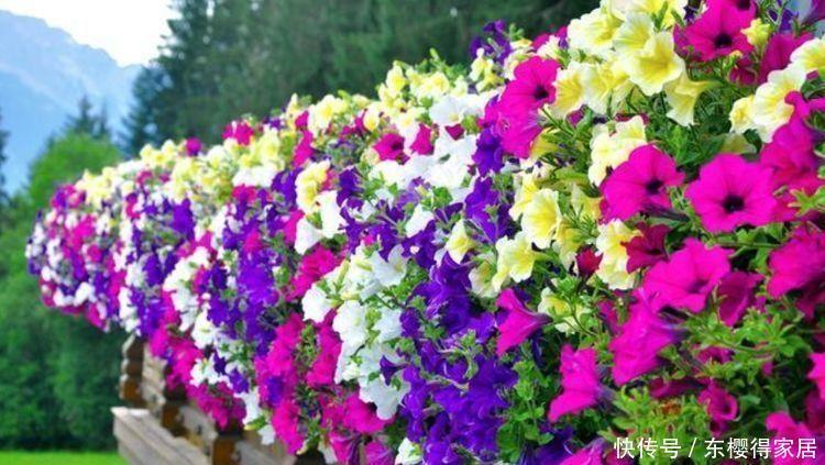 天竺葵|号称开花小能手的4种花卉,漂亮又好养,全年开花不断