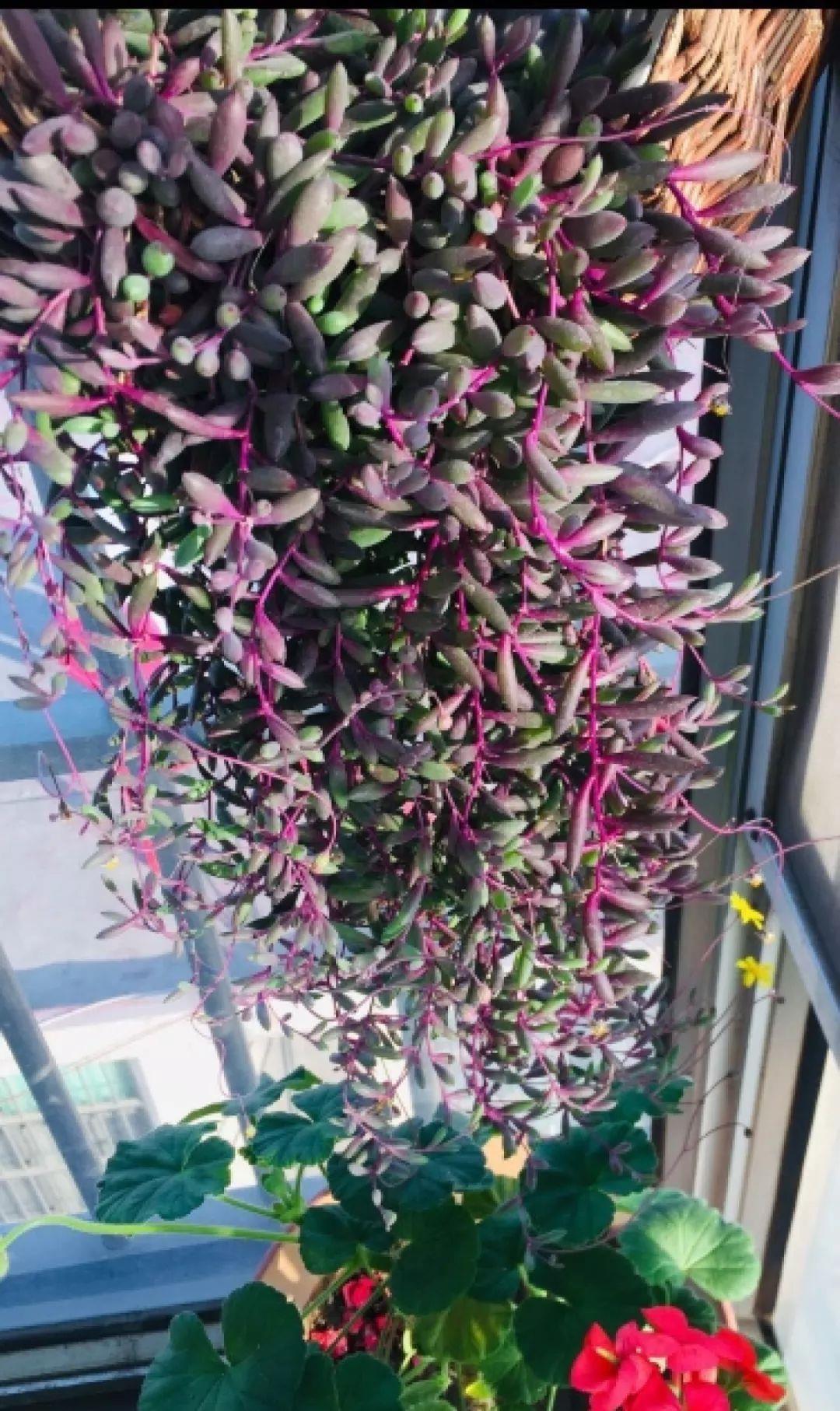 家里养盆它,挂窗边垂下2米绿窗帘,一开花更美!