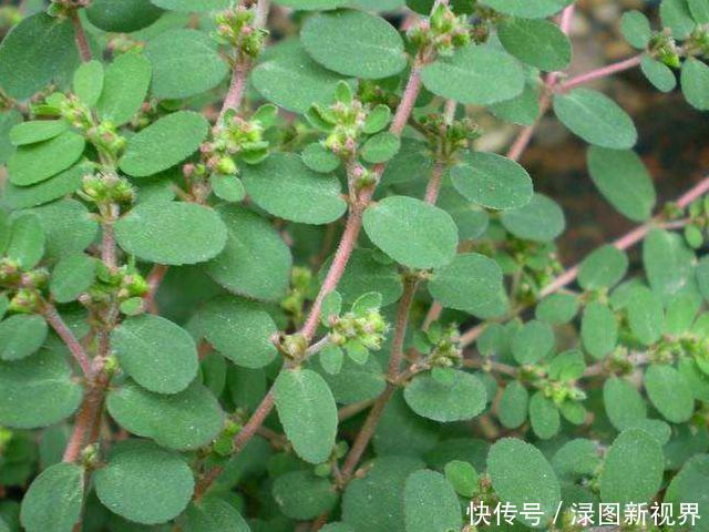 马齿笕的“孪生兄弟”,人称“血见愁”,止血不留疤,你见过吗