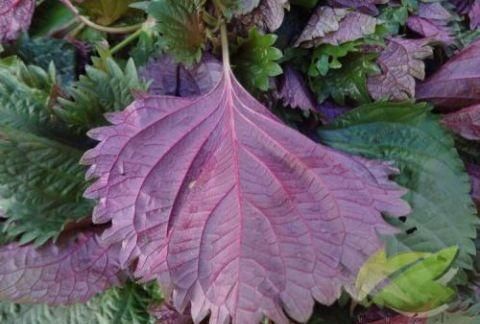 美容养颜|女性不想显老，常吃3种蔬菜，抗衰护肤，美容养颜，建议多吃！