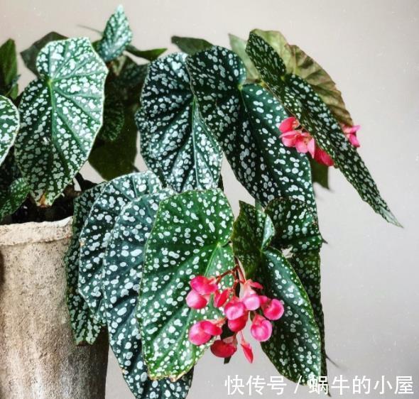 长势|盘点10种耐阴花，北阳台照样生机勃勃，皮实好养有格调