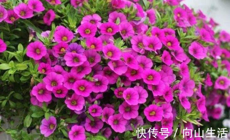 4种花漂亮又好养，一年四季开花不断，你最喜欢哪一种