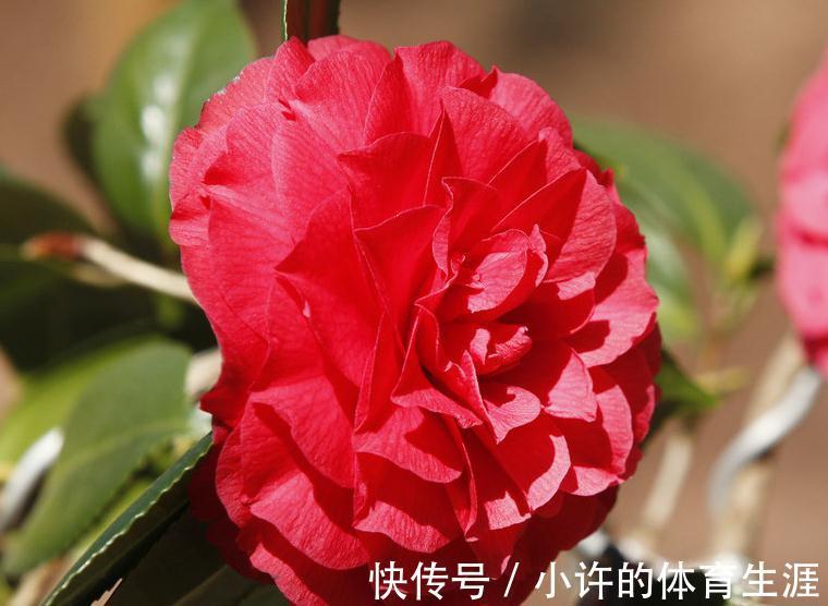 茶花秋季这样养,叶子油绿长得旺,花苞多的放不下