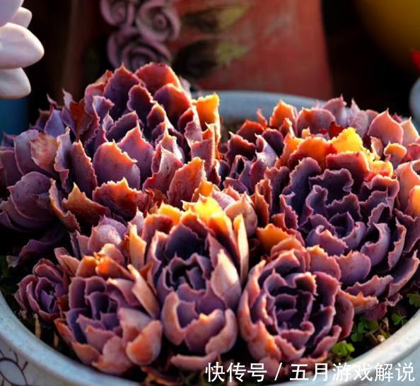 养多肉晚霞之舞,牢记掌握4个要点,叶片肥美自带仙气,美极了