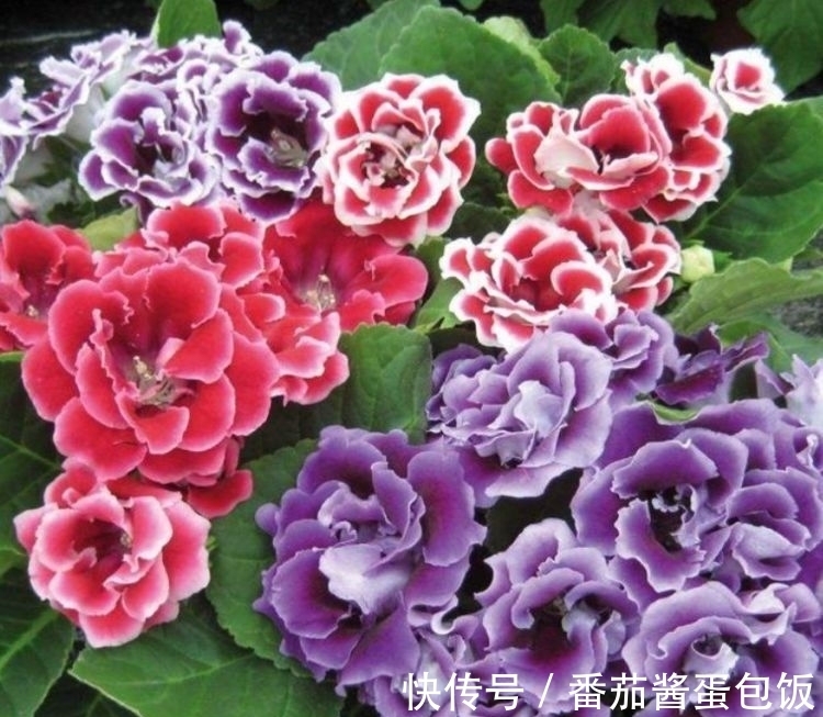 蟹爪兰|富贵又招财的几种花,鸿运当头,添福添财,从年头旺到年尾