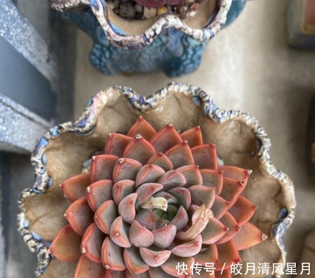 度夏|绿了也是心头肉,开始为度夏担忧!