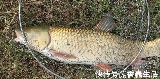 小鱼闹窝并不是坏事,明白这几点,再也不怕小鱼闹!