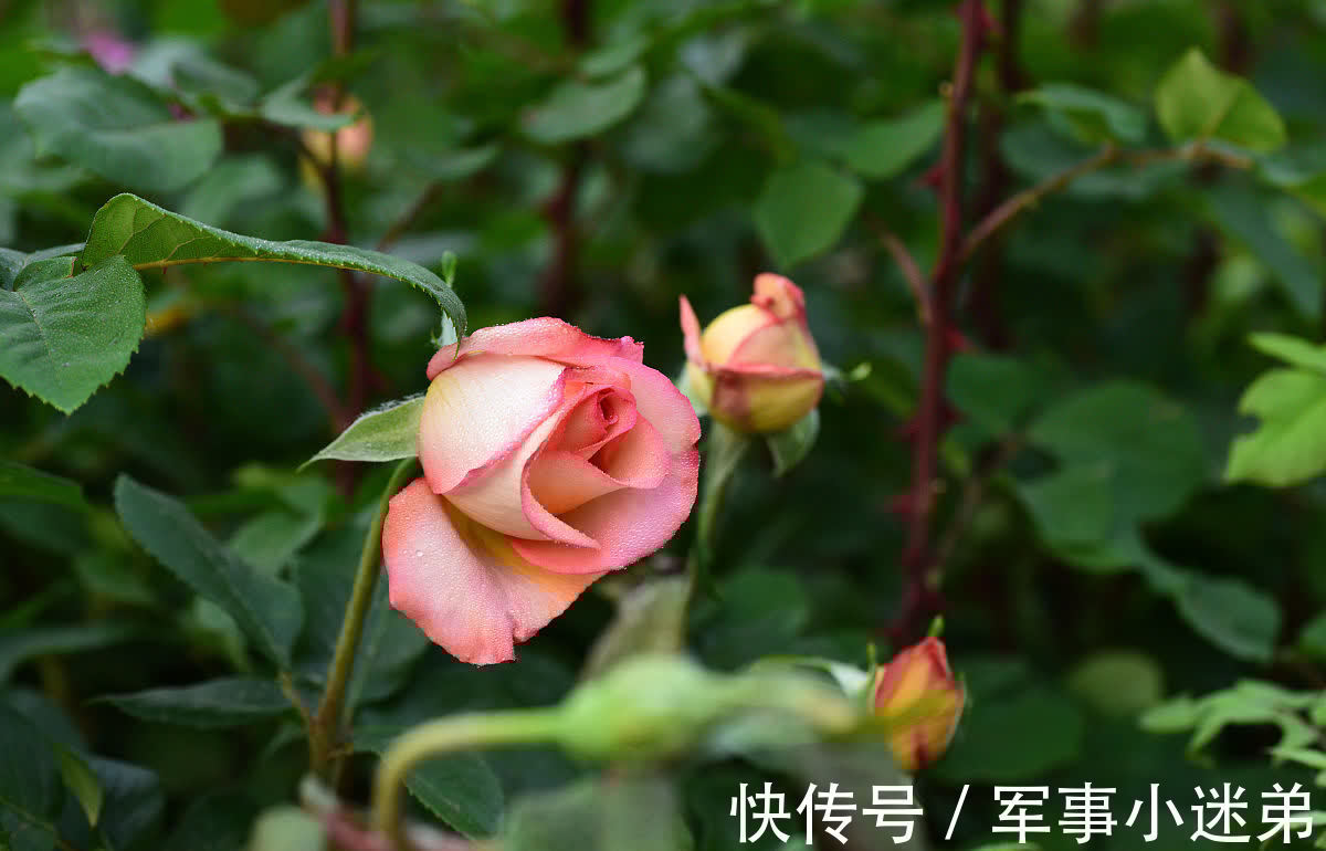 10月养1种花，冬季零下15度也不怕，来年花期长达春夏秋3个季节