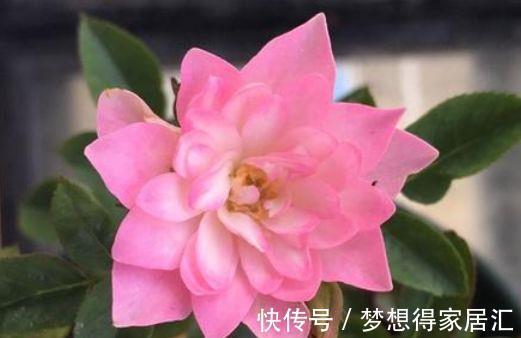 红槐|农历8月3号起,最适合养这些花,开花超级香,花朵颜色艳