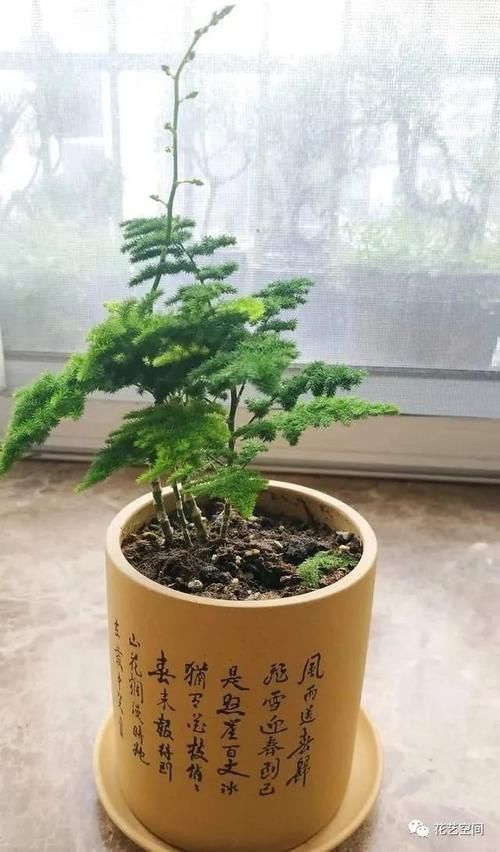 文竹叶片发黄,从这4点改善,叶子碧绿,气质更好!