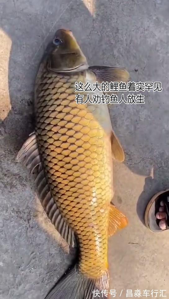 广州男子珠江钓起“鲤鱼王”，一米长全身金黄，路人争相出价购买