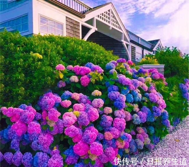 若有院子,养些紫色的花吧,高级又浪漫!