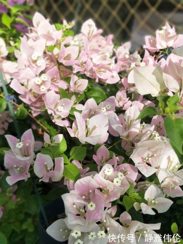 矿泉水瓶|8种花现在扦插，成活率超高，一周就生根