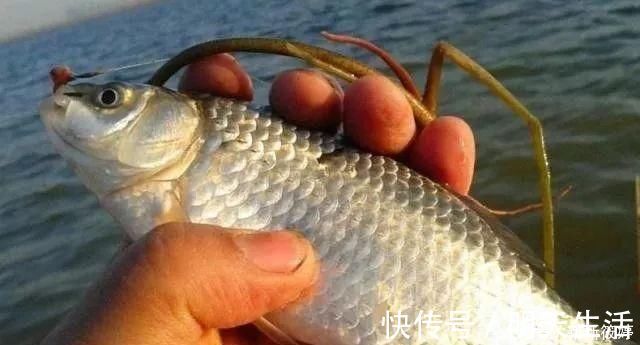 老钓手果然没吹牛，野钓鲫鱼只要用上这四招，天天去钓都不过瘾