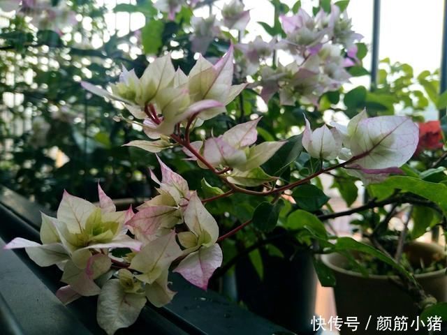 怡景三角梅开出来的花朵一个月不上色就枯花花朵上色3妙招