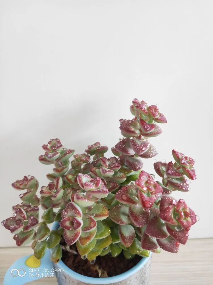 状态一般的多肉们，在我这儿已经是最美的存在了！