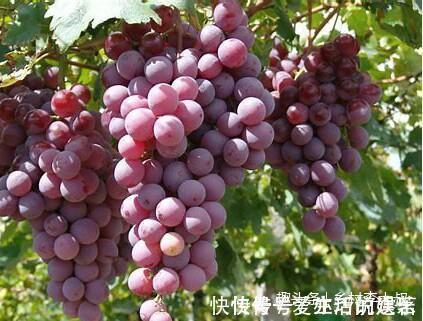 身体疲劳|爱吃葡萄的注意,萄萄好处多多,但不适宜和这两种食物同时食用