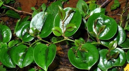 科普|它价值30元一斤,农民见到却要将其铲除,今天科普请珍惜