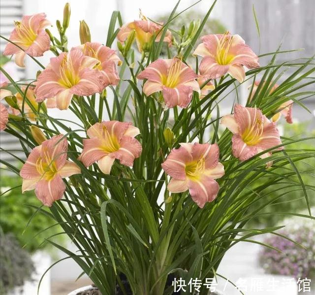 6种“漂亮花”，农村特别多，种一棵就开成花海，秋天赶快种起来