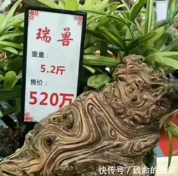 崖柏|带你走进深山的采崖柏人,有人靠它赚上亿,有人因此丧命,太珍贵