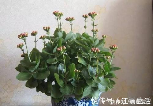 3种花,不能让它长成高个子,一长高就剪,越剪越值钱