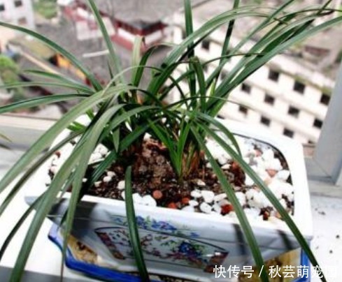 栽种|想刚种植的兰花服盆快,这个步骤不能漏,再做好缓苗,就能快服盆