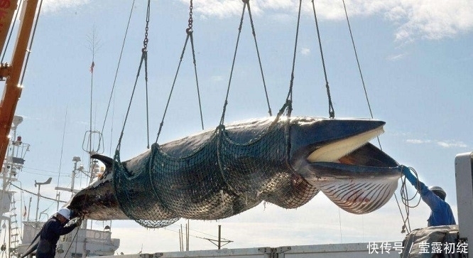 日本|为何日本一直坚持捕猎鲸鱼?并非为了吃肉,真实目的各国都要警惕