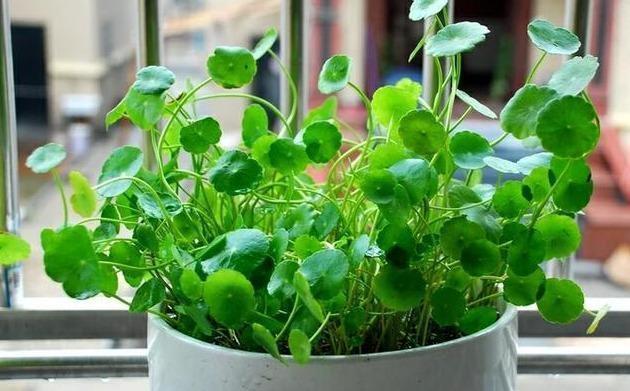 想让铜钱草“爆盆”,学会“小窍门”,一个月疯长爆盆,叶大又圆