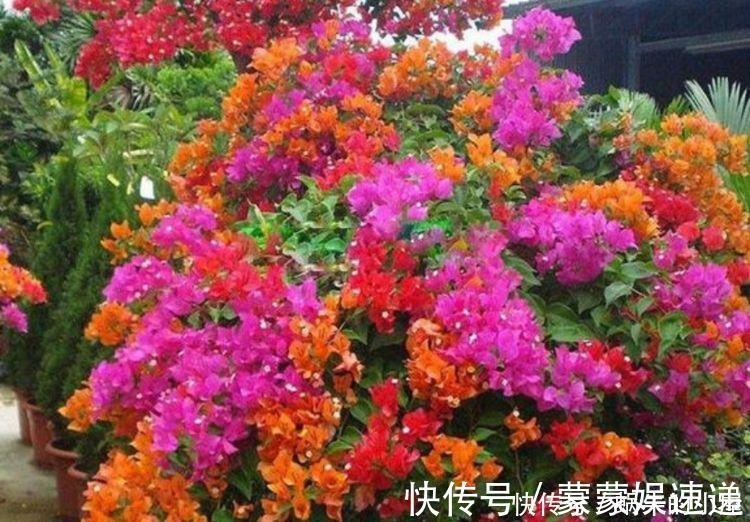 档次|4种花养家里，美成了花园，名字好听，开更美，开花漂亮上档次！