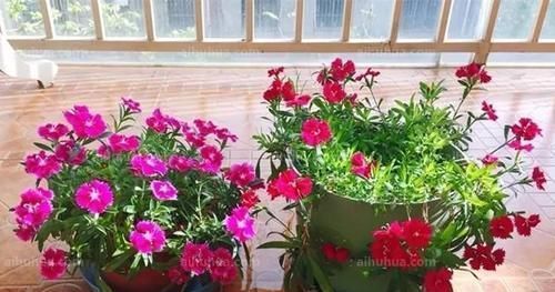 蚯蚓|出门捡点养花肥,不花一分钱,比花肥还厉害,养啥都叶绿花艳!