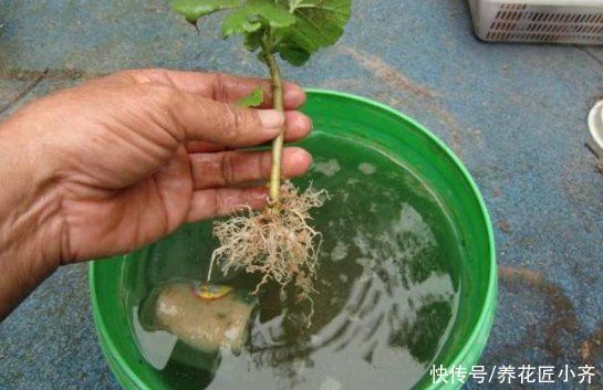 生根液|水培是最简单的扦插“生根法”，但是想要快速生根，也要学会窍门