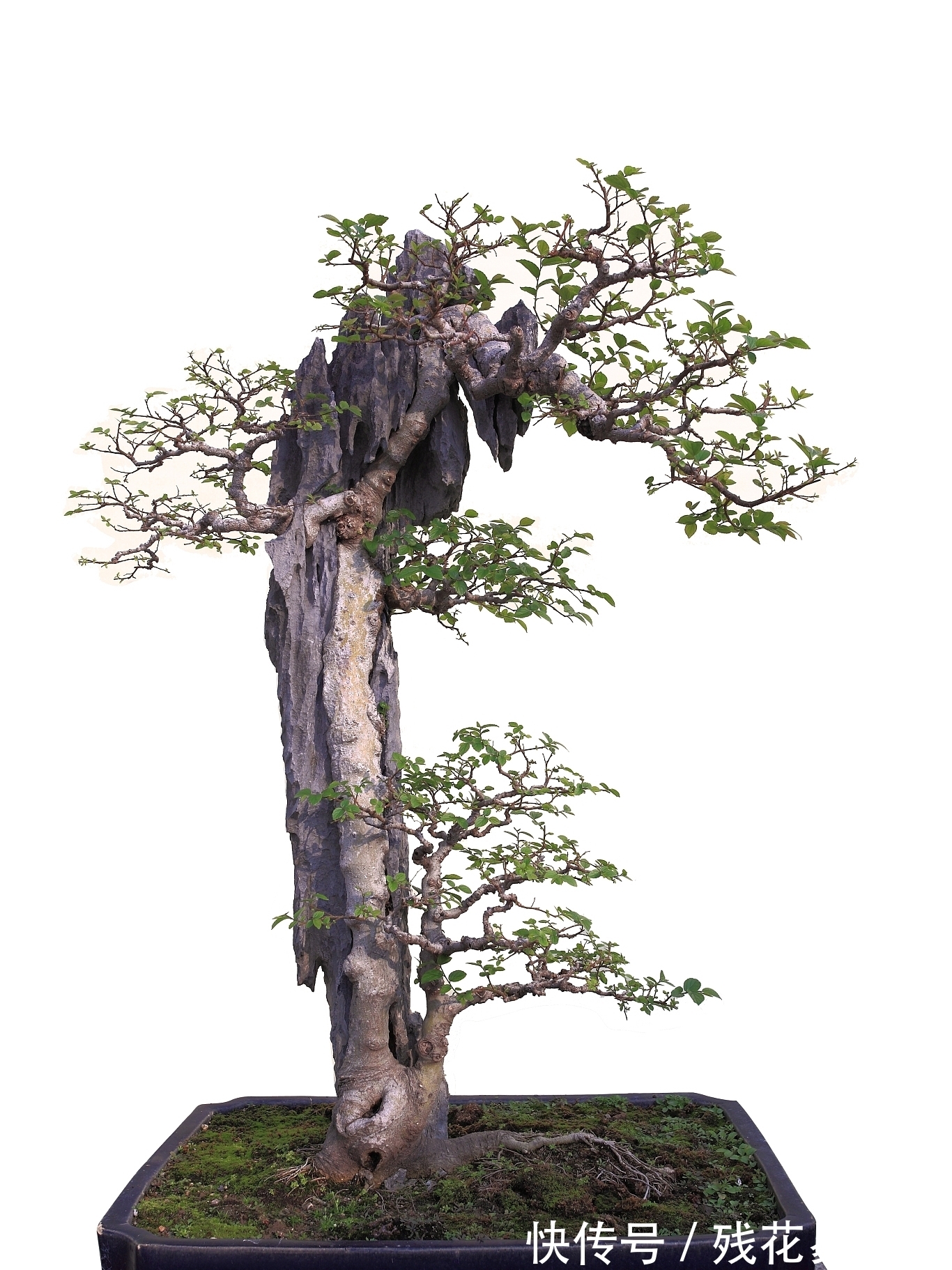 树型|要想盆景后期造型好,前期审桩很重要