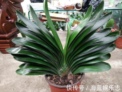 板结|君子兰烂根“快死了”,别着急扔,一招就能救回来