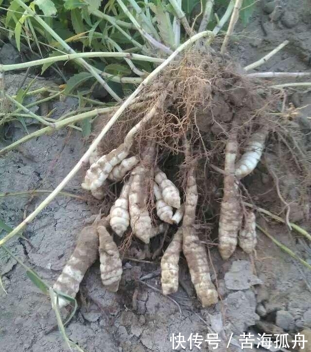 美味|农村大山特有的6种美味蔬菜,个个都很美味,你吃过几种