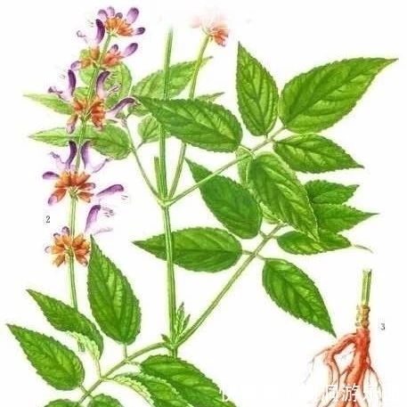 丹参一味,功同四物!到底是哪四物?