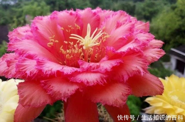 想省心就养这些花，没有病虫害，就爱开花！想省心就养这些花，没有病虫害，就爱开花！