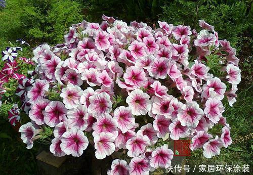 甜蜜红木香|6月逛花市,3种花放心买,皮实好养还便宜,号称开花小劳模