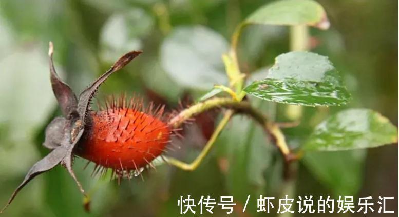 山鸡头子|农村一种野果,人称“山鸡头子”,泡酒是一绝,常喝能养生保健
