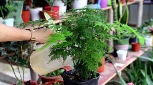 养花土从不不消毒?难怪养花总是长不好,教你1招,养啥都旺!