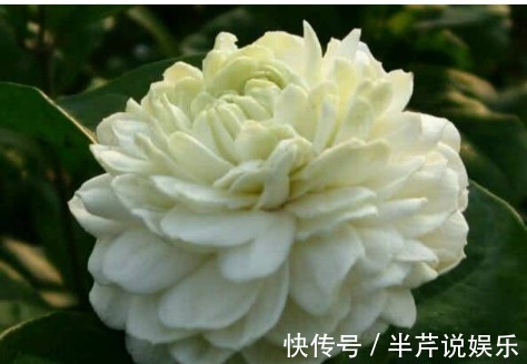 茉莉|邻居养了一株笔尖茉莉,香味蹿进了左邻右舍,太好闻了!