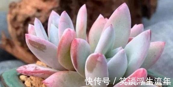 小齐|想用“河沙”养多肉,有利也有弊,这么使用才“完美”