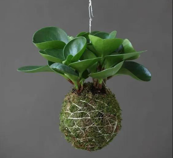 室内绿植种花不用盆,揉一个小球吊起来就让家里美翻
