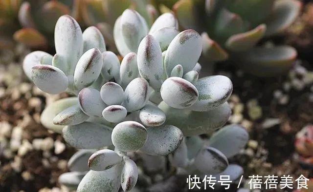 浇水|乒乓福娘如何养的滚圆可爱,除了品种要正,这些也很重要