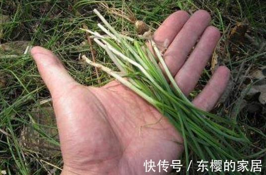 补肾|农村一种野菜，健脾开胃，滋阴补肾，是“补肾圣草”，一起了解下