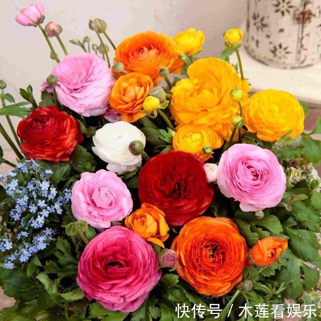 阳台上|叶子像芹菜,开花赛牡丹,这花名叫“芹菜花”,再土也能给你惊喜